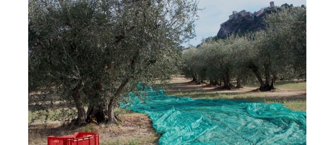 Campagna olearia 2024 in Emilia Romagna